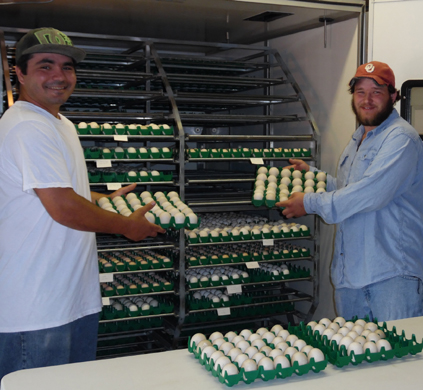 Country Hatchery team preparing trays of fertile poultry eggs for a NatureForm incubator