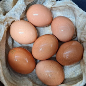 dominique chicken eggs for sale