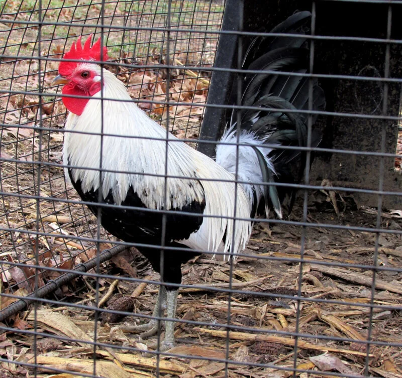 regular grey roosters for sale - Image 4