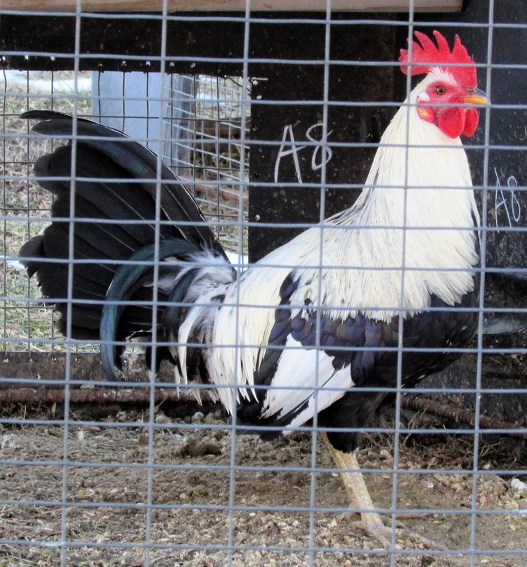regular grey roosters for sale - Image 5