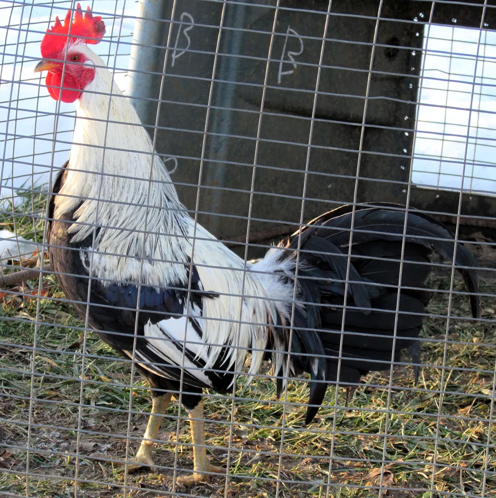 regular grey roosters for sale - Image 6