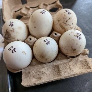 fertile White Crested duck hatching eggs
