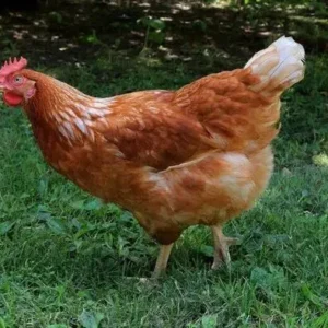 golden comet chickens for sale