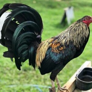 BIRCHEN STANDARD OLD ENGLISH CHICKS, NOT SEXED