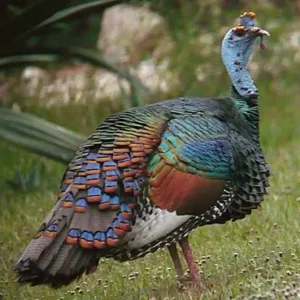 Rare Live Ocellated Turkeys for Sale