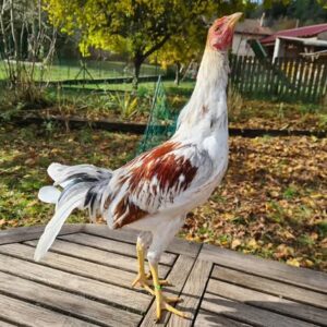Pure Spanish brood stags for sale