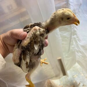 2 weeks old Thai gamefowl chicks for sale