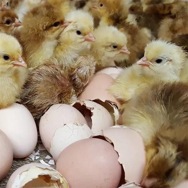 jubilee orpington day old chicks - Image 2