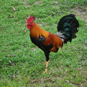 Duke Hulsey Lemon Gamefowl Stags For Sale