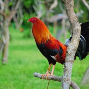 cowan roundhead roosters for sale