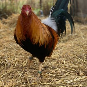 Original Double Right Sweater gamefowl
