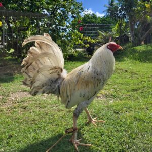 Buy purebred White Bulik gamefowl cocks online