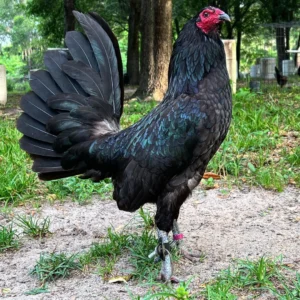Buy purebred Black Hennie young stags online