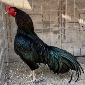 Buy purebred Rampuri Aseel (Asil) brood cocks