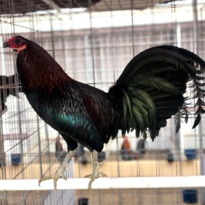 Buy purebred Bobby Boles Black Asil brood cocks