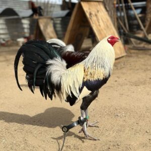 Buy purebred Muletrain Grey brood cocks online