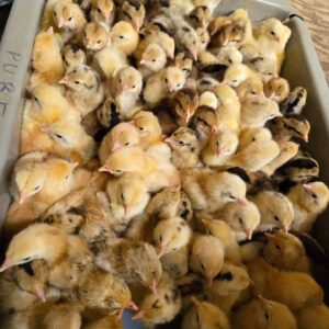 purebred Rat Graves Leiper day-old chicks