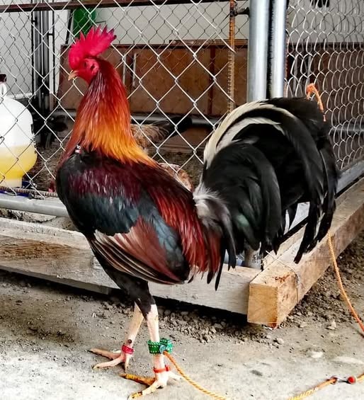 kearney whitehackle cocks for sale - Image 2