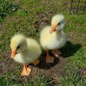 Buy sexed live White Chinese day-old goslings