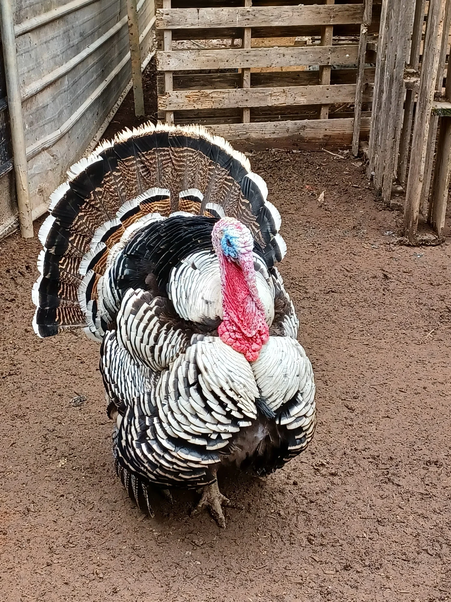 narragansett turkey for sale - Image 2