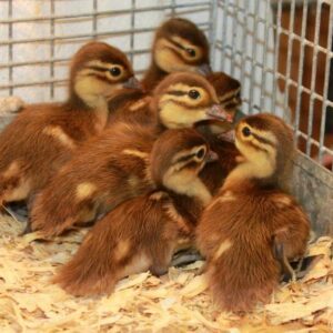 Buy live Mandarin day-old ducklings for sale