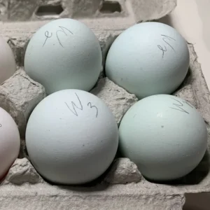 fertile Whiting True Blue hatching eggs online