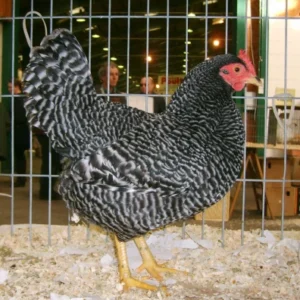 Rare Scots Grey Chickens For Sale