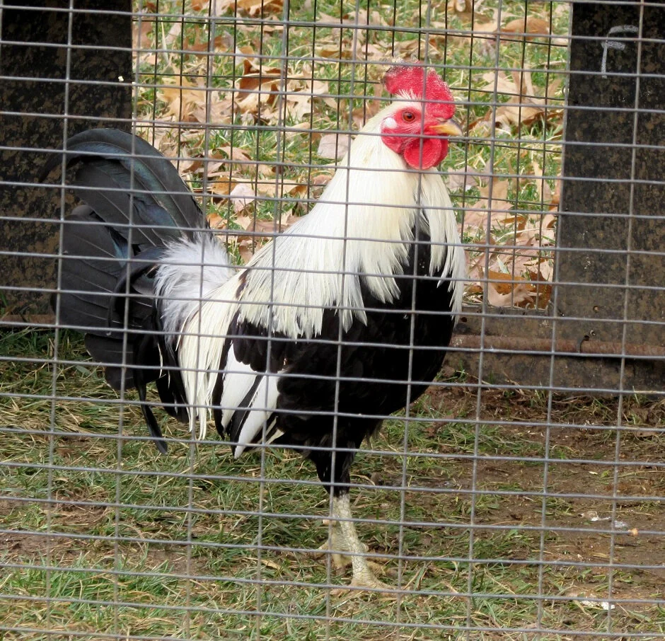 regular grey roosters for sale - Image 2