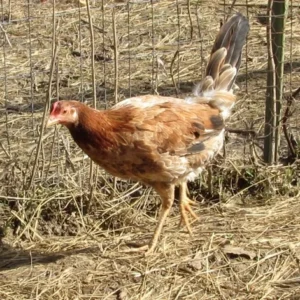 Buy purebred Radio gamefowl hens online