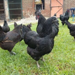 Rare Purebred Kadaknath Hens For Sale