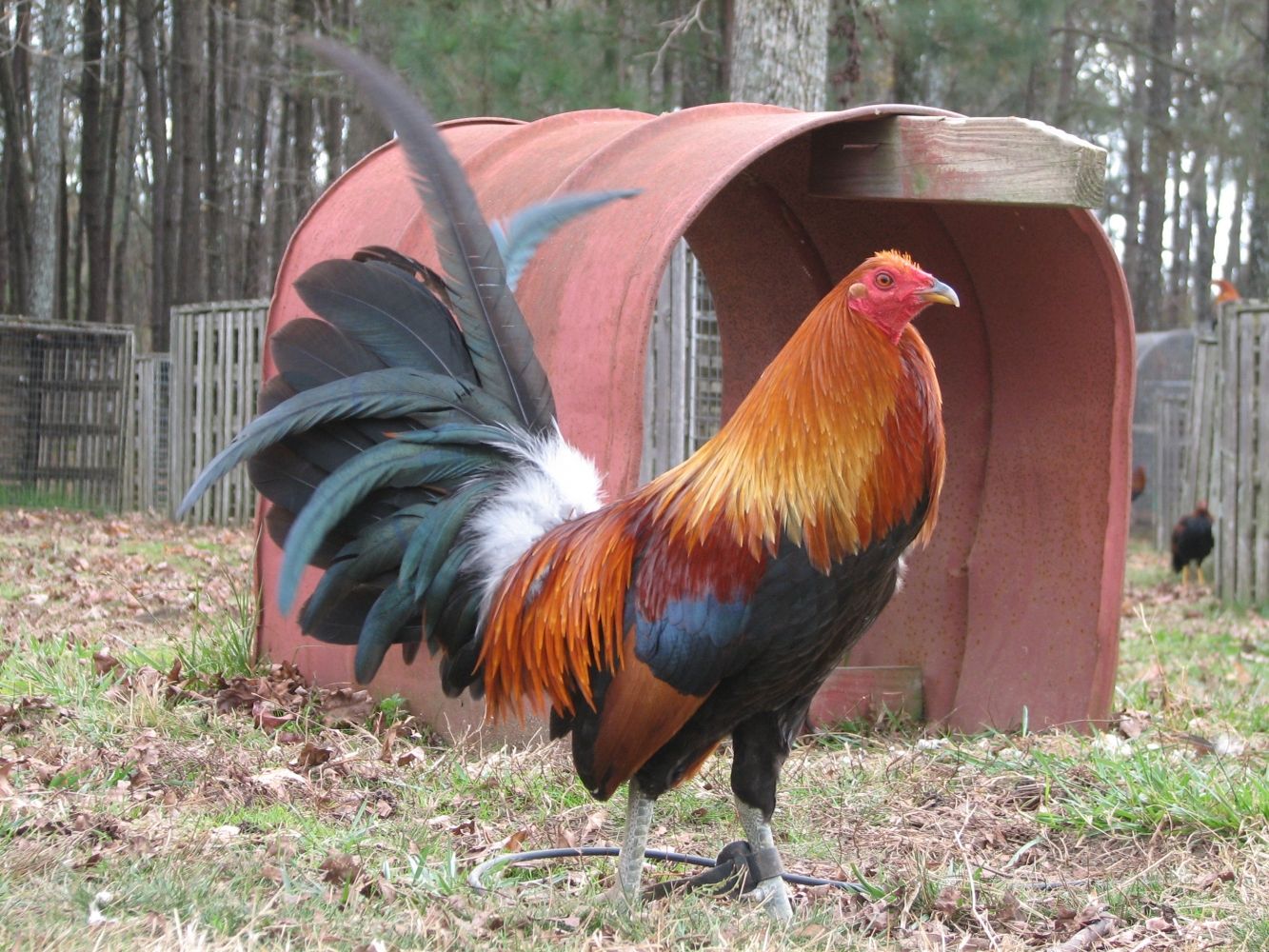 Buy purebred Blueface Hatch gamefowl roosters - Image 2