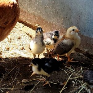 purebred Mel Sims Brown Red Black day-old chicks