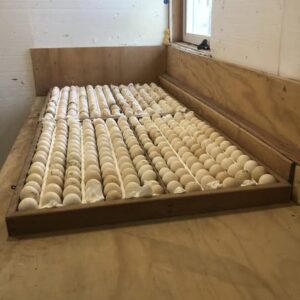 fertile Gavilan Hatch gamefowl hatching eggs
