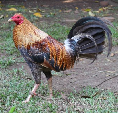 Purebred Dom Gamefowl Stags For Sale - Image 2