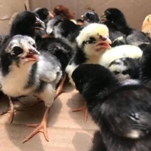 Day-Old Blue Mug Chicks for sale