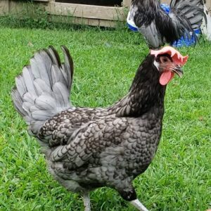 andalusian blue chicken for sale