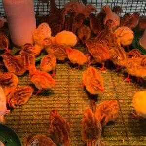 vulturine guinea fowl keets for sale