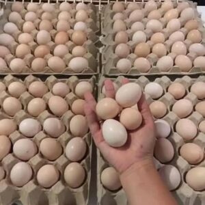 Fertile Dong Tao Hatching Eggs for Sale