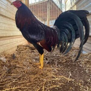Cardinal Club Brood Cock for Sale