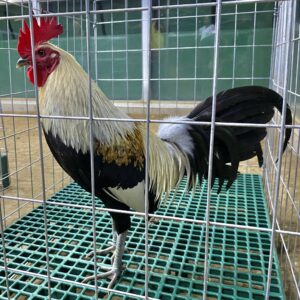 LDT Regular Grey Gamefowl For Sale