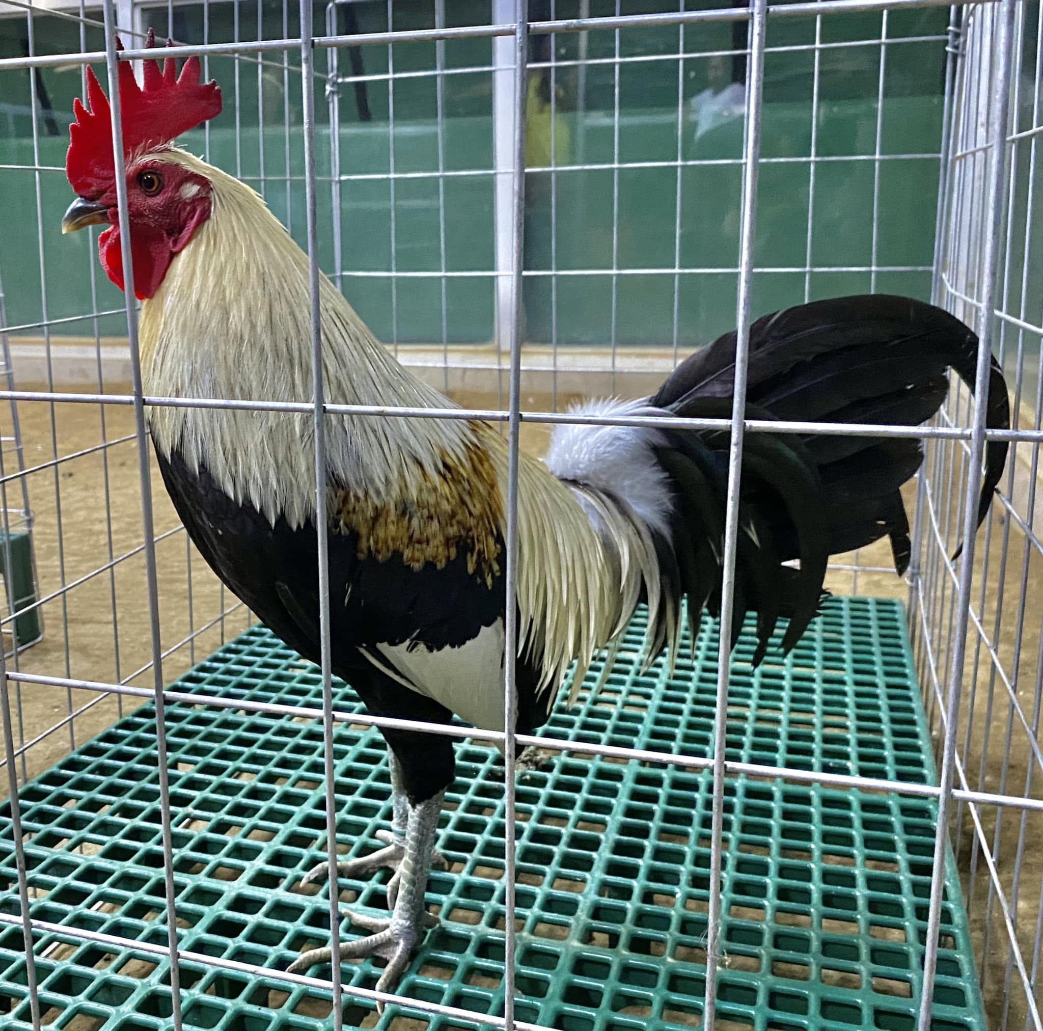LDT Regular Grey Gamefowl For Sale