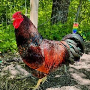 Red Laced Gold Wyandotte Roosters