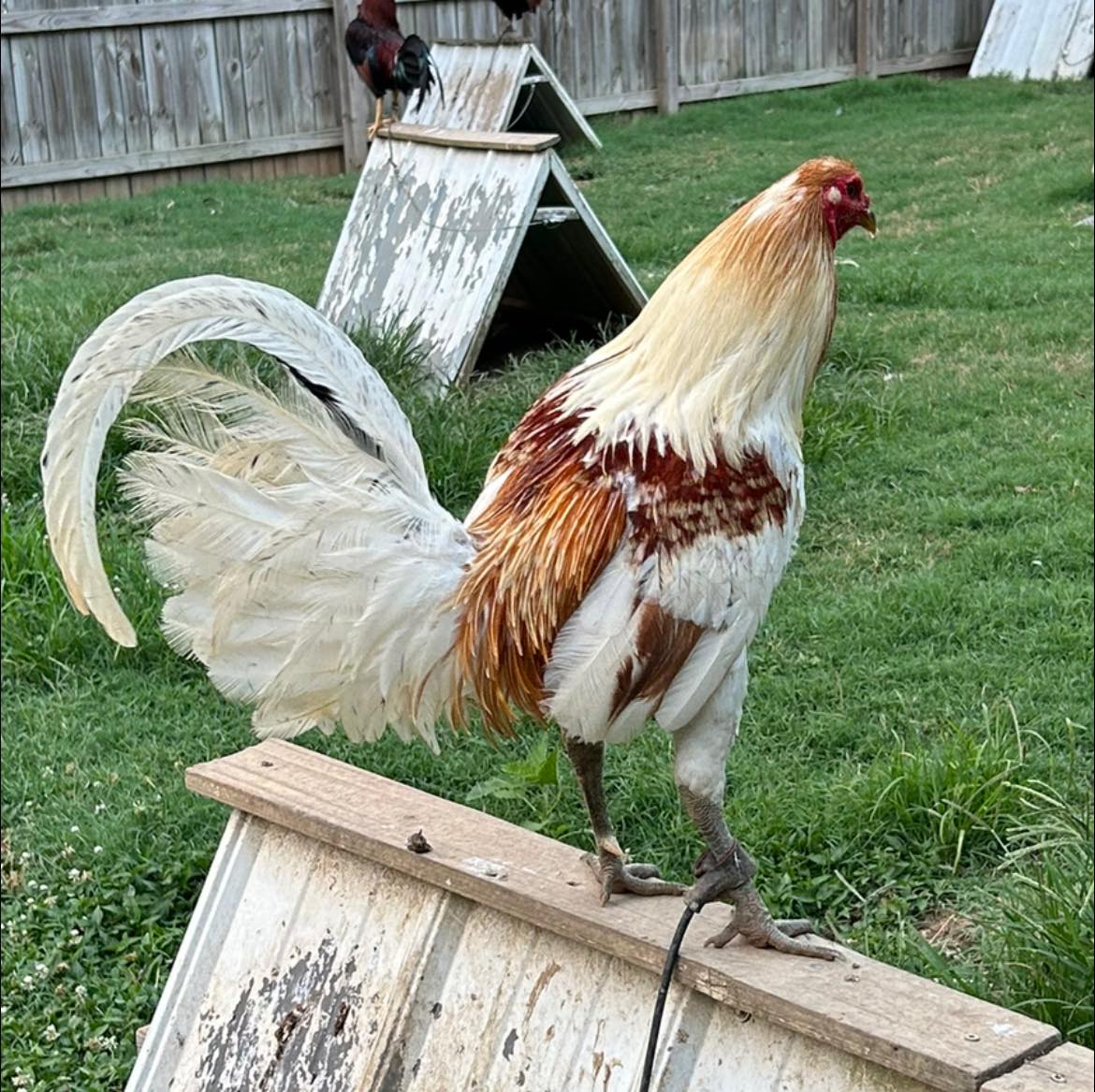 Purebred Miner Blue Gamefowl Cocks For Sale - Image 3