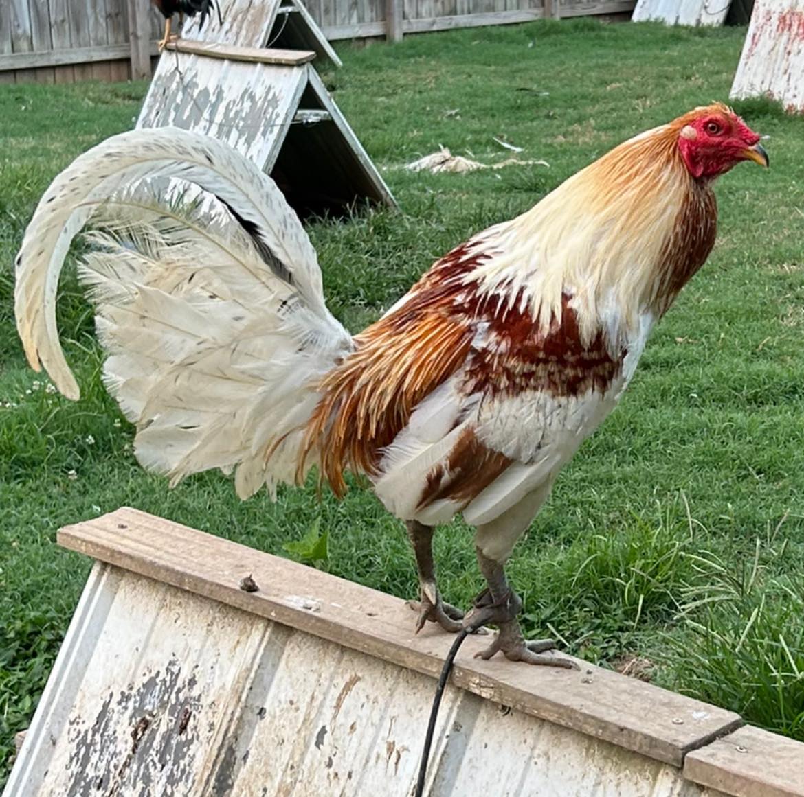 Purebred Miner Blue Gamefowl Cocks For Sale - Image 4