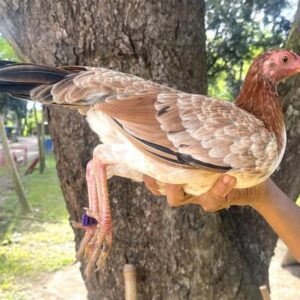 Purebred Lemon Sweater Gamefowl Pullet for sale