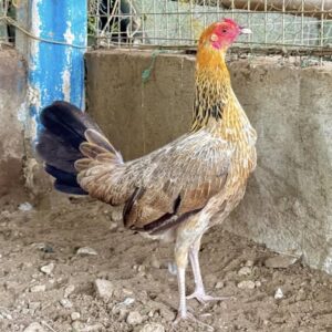 Golden Boy Sweater Pullet for Sale