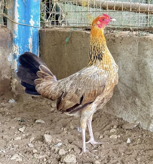 Golden Boy Sweater Pullet for Sale