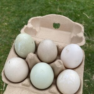fertile Blue Swedish duck hatching eggs
