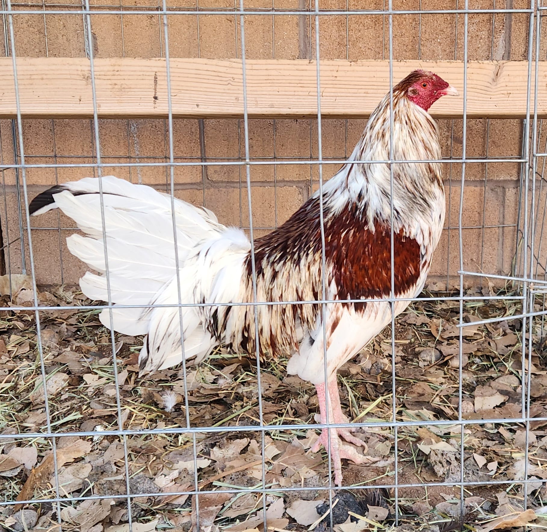 Purebred Miner Blue Gamefowl Cocks For Sale - Image 2