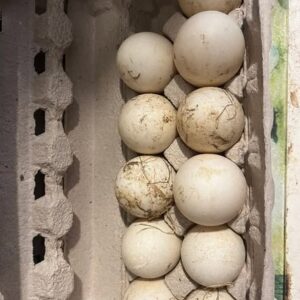 Buy fertile Silver Appleyard hatching eggs online